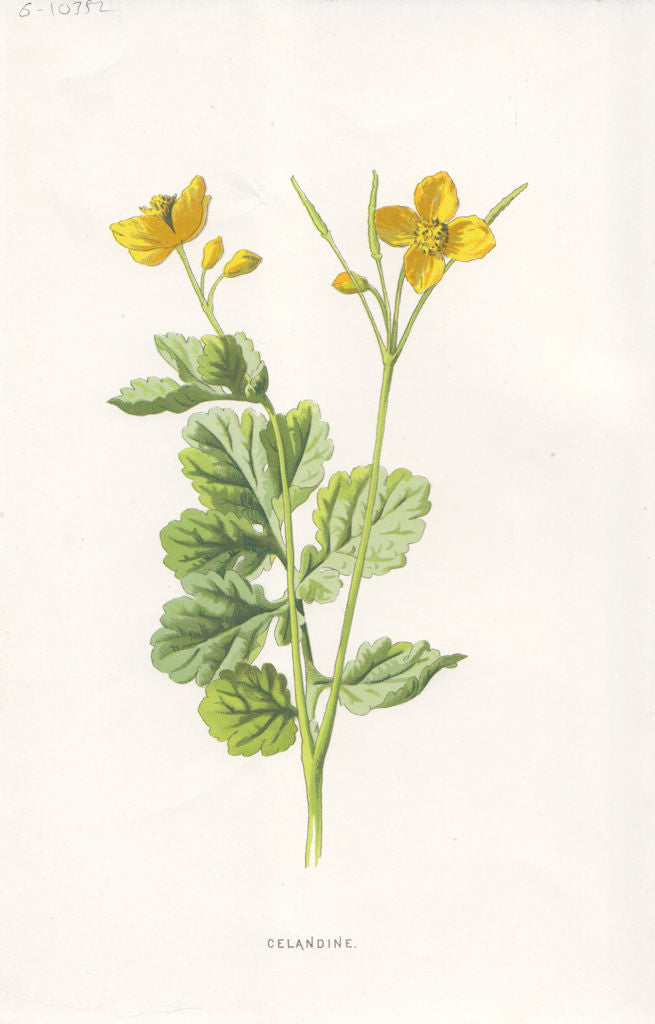 FLOWERS. Celandine c1895 old antique vintage print picture